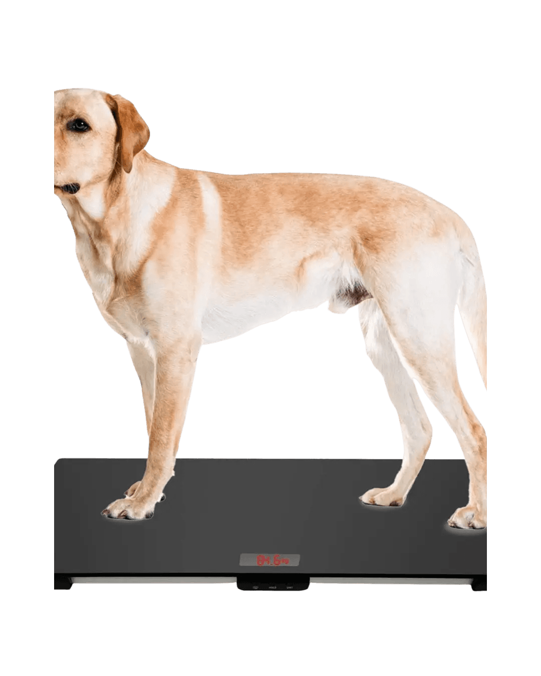 Dog Weighing Scale